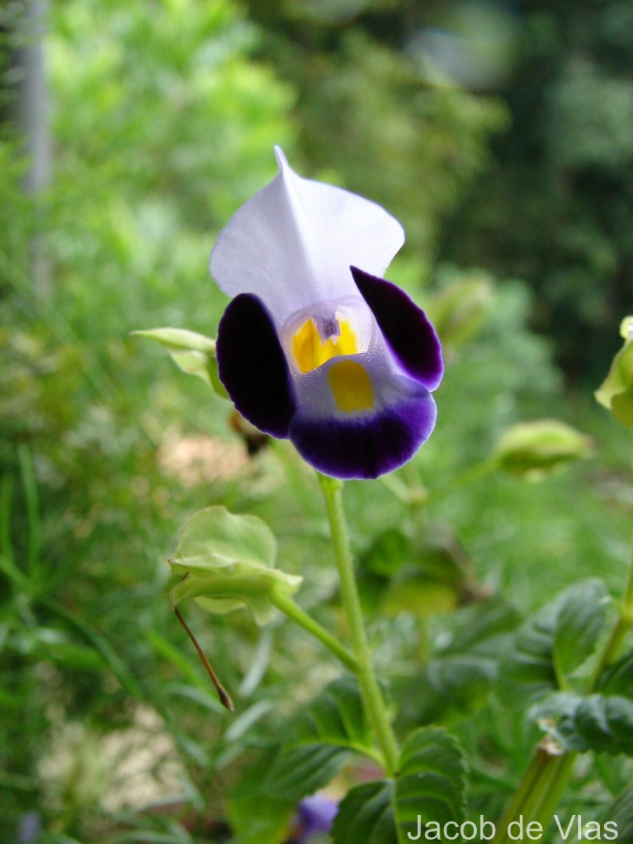 Torenia fournieri Linden ex E.Fourn.